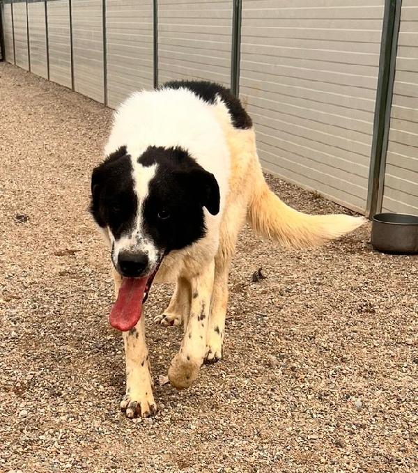 Garofano, giocherellone e affettuoso (maggio 2023) Foto 3